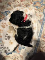 Primrose, a female Poodle - Standard  for sale in Fayetteville, NC – 3 of 3