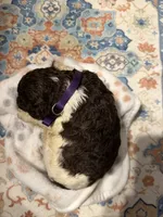 Emmett, a male Poodle - Standard  for sale in Fayetteville, NC – 2 of 3