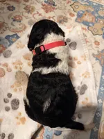 Primrose, a female Poodle - Standard  for sale in Fayetteville, NC – 2 of 3