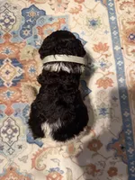 Roulette, a female Poodle - Standard  for sale in Fayetteville, NC – 2 of 2