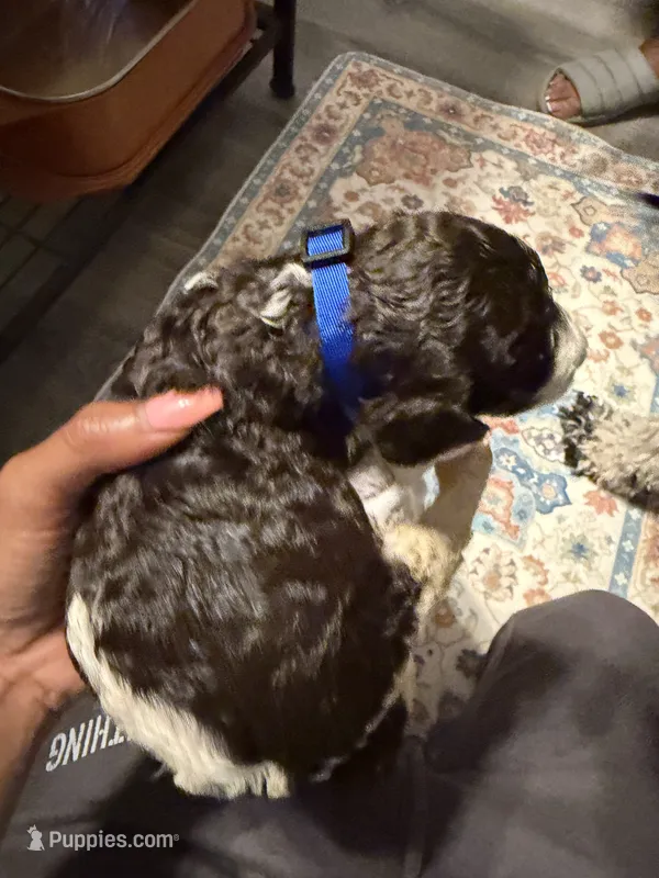 Harley  – Poodle - Standard  puppy for sale in Fayetteville, NC