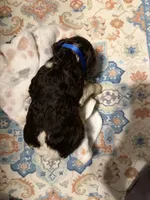Harley , a male Poodle - Standard  for sale in Fayetteville, NC – 3 of 3