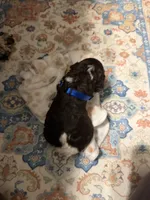 Harley , a male Poodle - Standard  for sale in Fayetteville, NC – 2 of 3