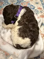 Emmett, a male Poodle - Standard  for sale in Fayetteville, NC – 1 of 3