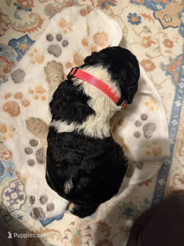 Primrose – Poodle - Standard  puppy for sale in Fayetteville, NC