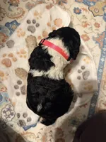 Primrose, a female Poodle - Standard  for sale in Fayetteville, NC – 1 of 3