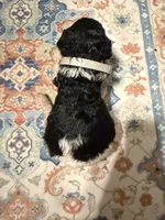 Roulette, a female Poodle - Standard  for sale in Fayetteville, NC – 1 of 2
