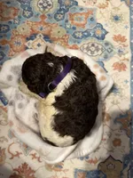 Emmett, a male Poodle - Standard  for sale in Fayetteville, NC – 3 of 3