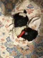 Aurora, a female Poodle - Standard  for sale in Fayetteville, NC – 3 of 3