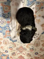Blaize, a female Poodle - Standard  for sale in Fayetteville, NC – 3 of 3