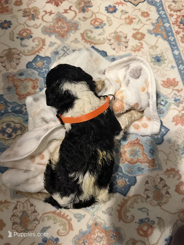 Ezra – Poodle - Standard  puppy for sale in Fayetteville, NC