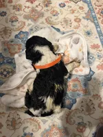 Ezra, a male Poodle - Standard  for sale in Fayetteville, NC – 1 of 2