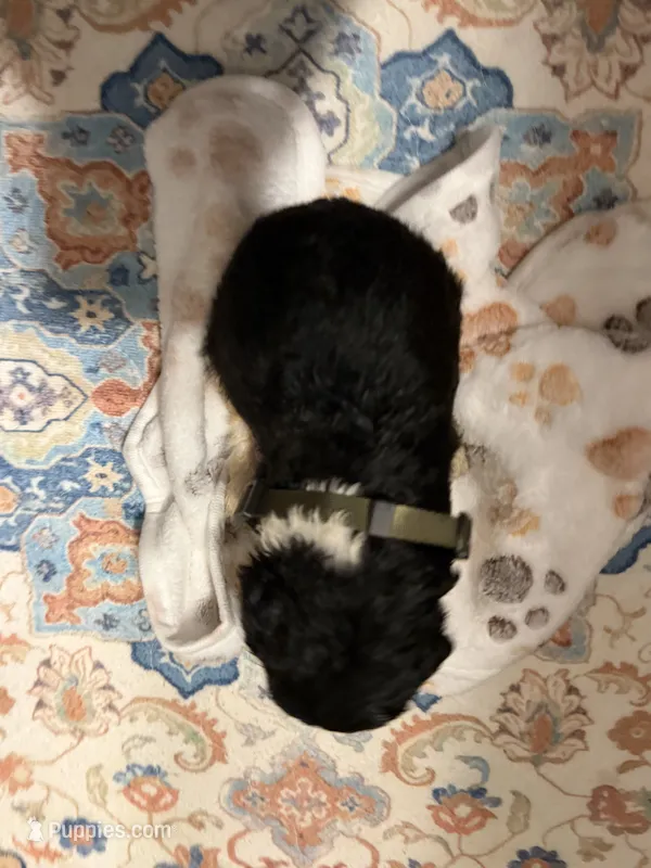 Blaize – Poodle - Standard  puppy for sale in Fayetteville, NC