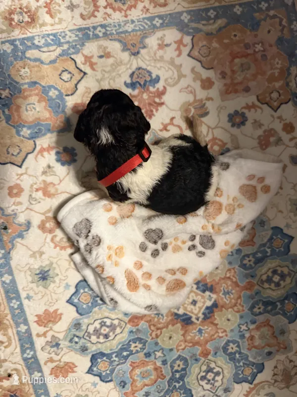 Aurora – Poodle - Standard  puppy for sale in Fayetteville, NC