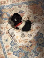 Aurora, a female Poodle - Standard  for sale in Fayetteville, NC – 1 of 3