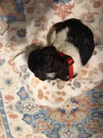 Aurora, a female Poodle - Standard  for sale in Fayetteville, NC – 2 of 3