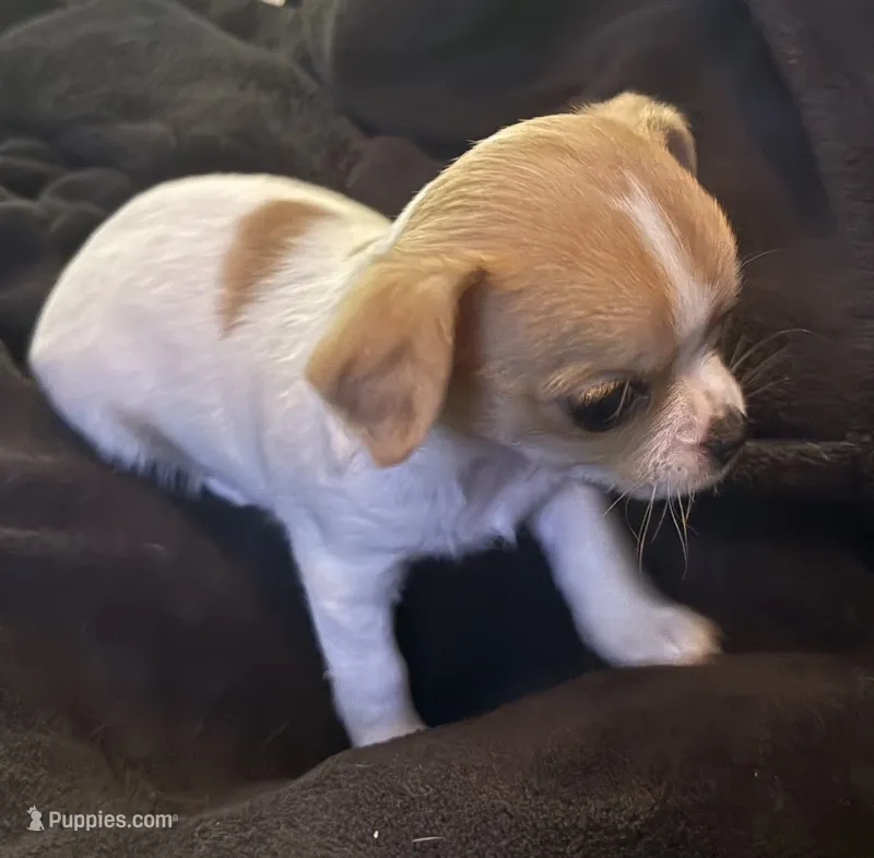 Frankie – Chihuahua puppy for sale in Boiling Springs, SC
