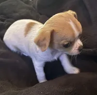Frankie, a male Chihuahua for sale in Boiling Springs, SC – 1 of 8