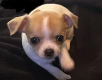 Frankie, a male Chihuahua for sale in Boiling Springs, SC – 2 of 8