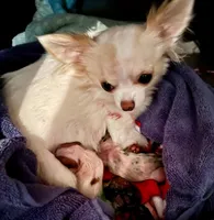 Frankie, a male Chihuahua for sale in Boiling Springs, SC – 4 of 8