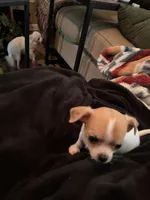 Frankie, a male Chihuahua for sale in Boiling Springs, SC – 7 of 8