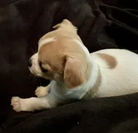 Frankie, a male Chihuahua for sale in Boiling Springs, SC – 3 of 8