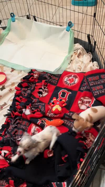 Frankie, a male Chihuahua for sale in Boiling Springs, SC – 8 of 8