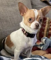 Frankie, a male Chihuahua for sale in Boiling Springs, SC – 5 of 8