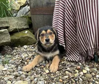 Honey, a female German Shepherd Dog for sale in Summerfield, OH – 2 of 5