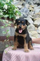 Rocky, a male German Shepherd Dog and Rottweiler for sale in Summerfield, OH – 3 of 4