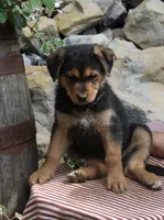 Sophia, a female German Shepherd Dog for sale in Summerfield, OH – 4 of 4