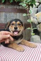 Honey, a female German Shepherd Dog for sale in Summerfield, OH – 3 of 5