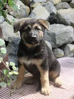Diesel, a male German Shepherd Dog for sale in Summerfield, OH – 2 of 6
