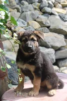 Diesel, a male German Shepherd Dog for sale in Summerfield, OH – 5 of 6