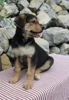 Honey, a female German Shepherd Dog for sale in Summerfield, OH – 5 of 5