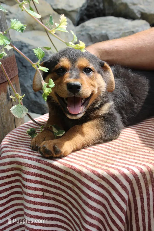 Sophia – German Shepherd Dog puppy for sale in Summerfield, OH