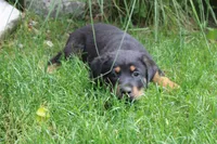 Raven, a female German Shepherd Dog and Rottweiler for sale in Summerfield, OH – 4 of 4