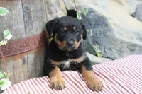 Raven, a female German Shepherd Dog and Rottweiler for sale in Summerfield, OH – 2 of 4