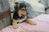 Honey, a female German Shepherd Dog for sale in Summerfield, OH – 1 of 5