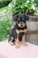 Rocky, a male German Shepherd Dog and Rottweiler for sale in Summerfield, OH – 2 of 4