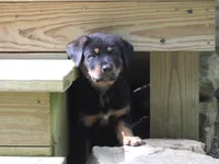 Raven, a female German Shepherd Dog and Rottweiler for sale in Summerfield, OH – 3 of 4