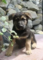 Diesel, a male German Shepherd Dog for sale in Summerfield, OH – 3 of 6