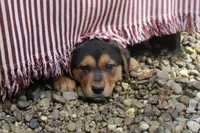 Sophia, a female German Shepherd Dog for sale in Summerfield, OH – 2 of 4