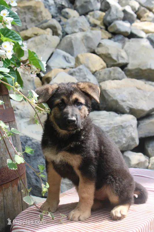 Diesel – German Shepherd Dog puppy for sale in Summerfield, OH