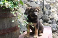 Diesel, a male German Shepherd Dog for sale in Summerfield, OH – 4 of 6
