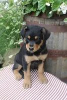 Rocky, a male German Shepherd Dog and Rottweiler for sale in Summerfield, OH – 4 of 4