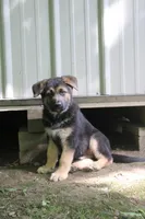 Diesel, a male German Shepherd Dog for sale in Summerfield, OH – 6 of 6