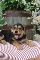 Honey, a female German Shepherd Dog for sale in Summerfield, OH – 4 of 5