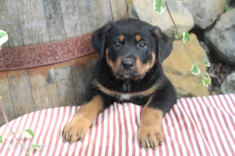 Raven – German Shepherd Dog, Rottweiler puppy for sale in Summerfield, OH