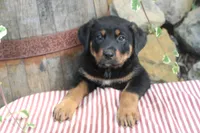 Raven, a female German Shepherd Dog and Rottweiler for sale in Summerfield, OH – 1 of 4